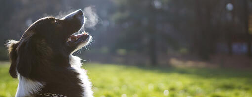 hund som andas ut i kall luft