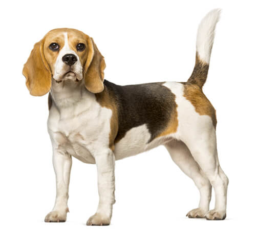 Beagle - Information om hundrasen Purina