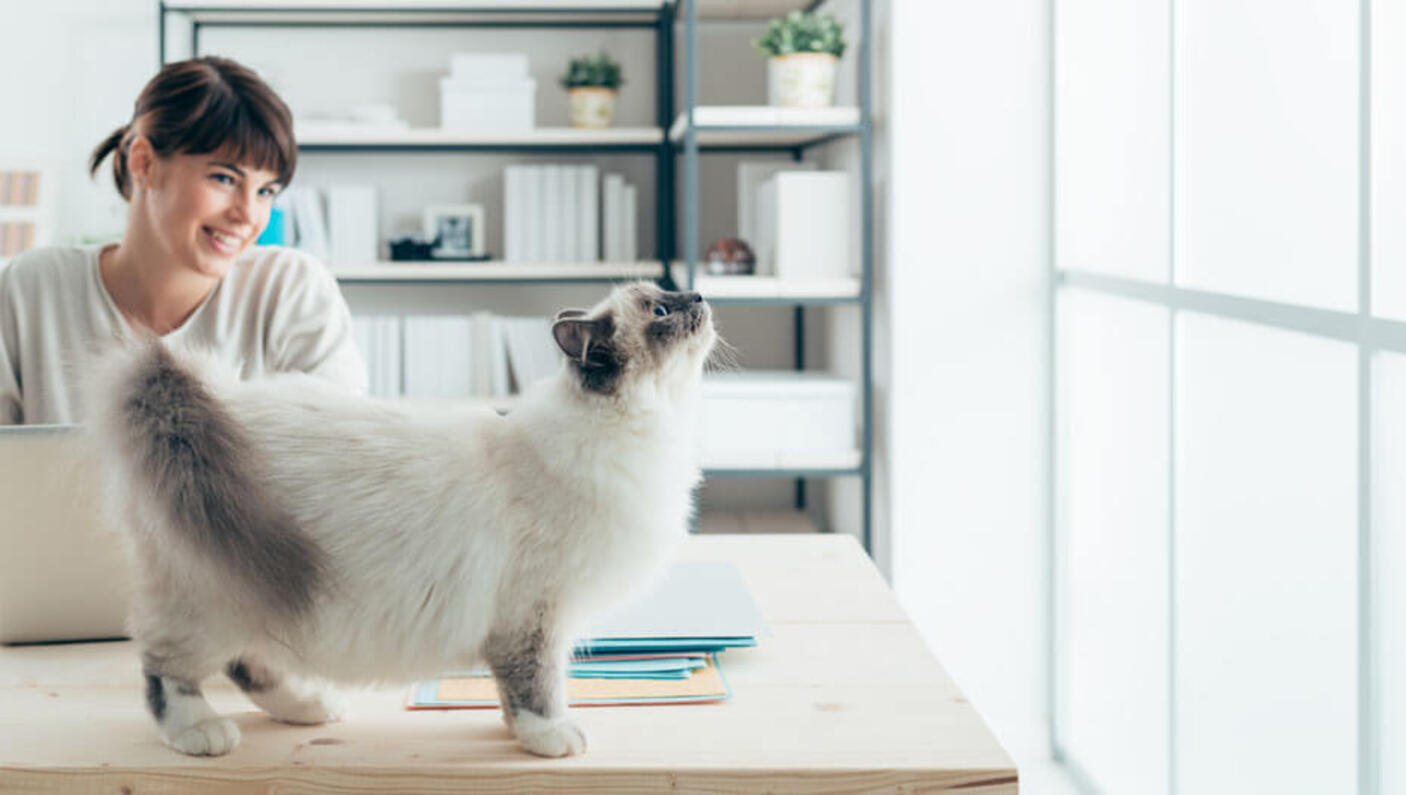 Woman with cat on desk