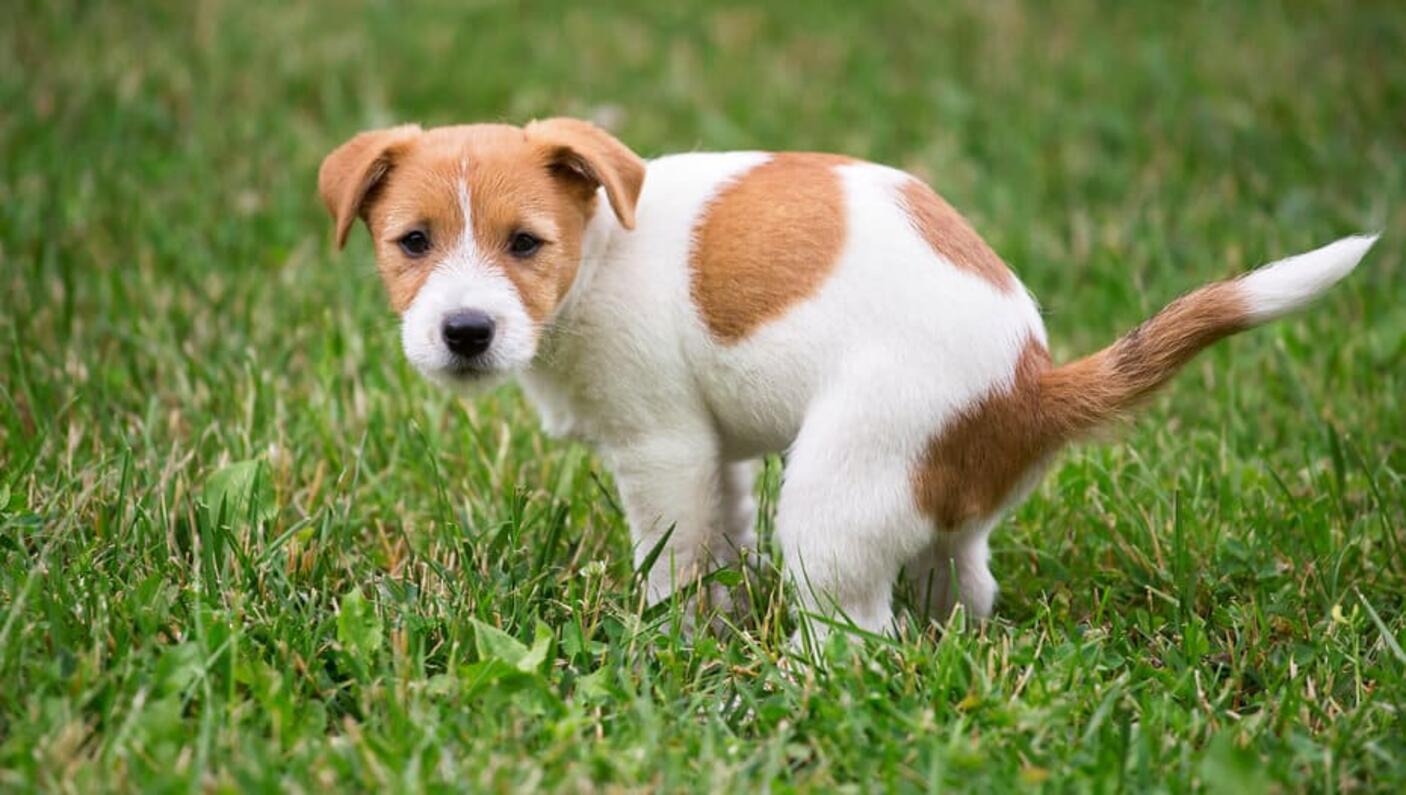 Jack Russell valp bajsar på gräset