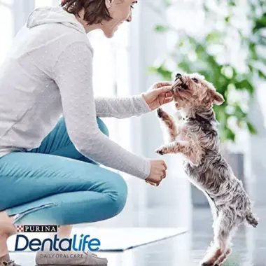 DENTALIFE® Extra Small Tuggpinne