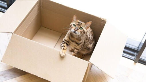 Bengal katt sitter i en kartong.