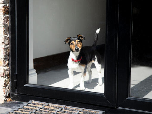 Hund med rött halsband tittar ut genom fönstret