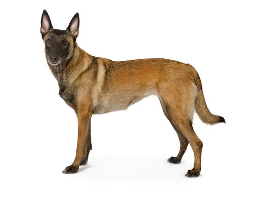 Belgisk vallhund/ Malinois Information om hundrasen | Purina