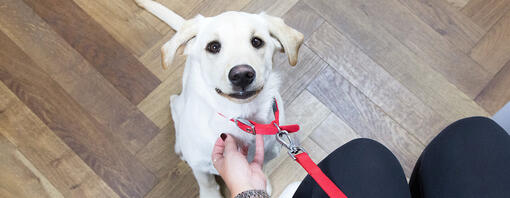 Valp tittar upp på ägaren i veterinärens väntrum