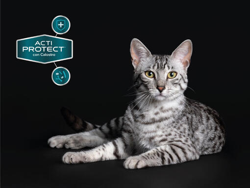 Purina® Pro Plan® Expert kattfoder