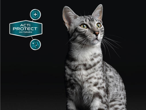 Purina® Pro Plan® Expert kattfoder