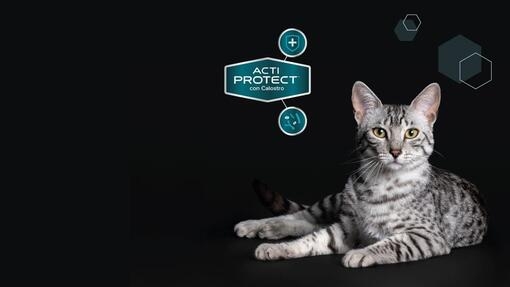 Purina® Pro Plan® Expert kattfoder