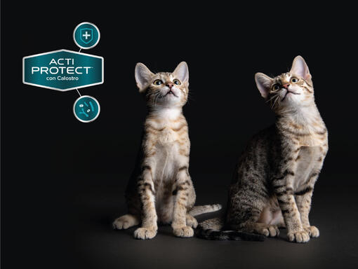 Purina® Pro Plan® Expert kattfoder