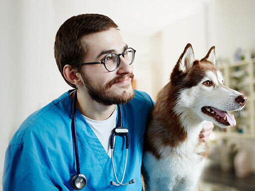 Veterinär med Husky