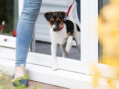 Hund går ut i ledning