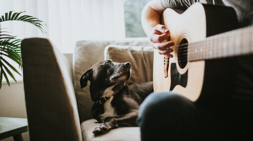  Hund som tittar på ägaren spelar gitarren
