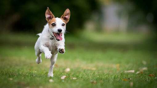  Hund springer i ett grönt fält